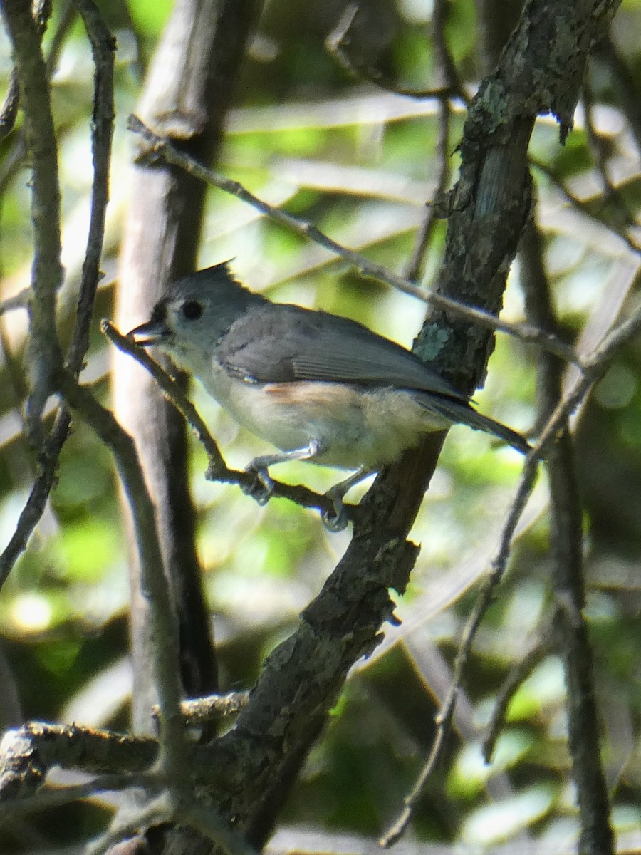 Tufted Titmouse - K K