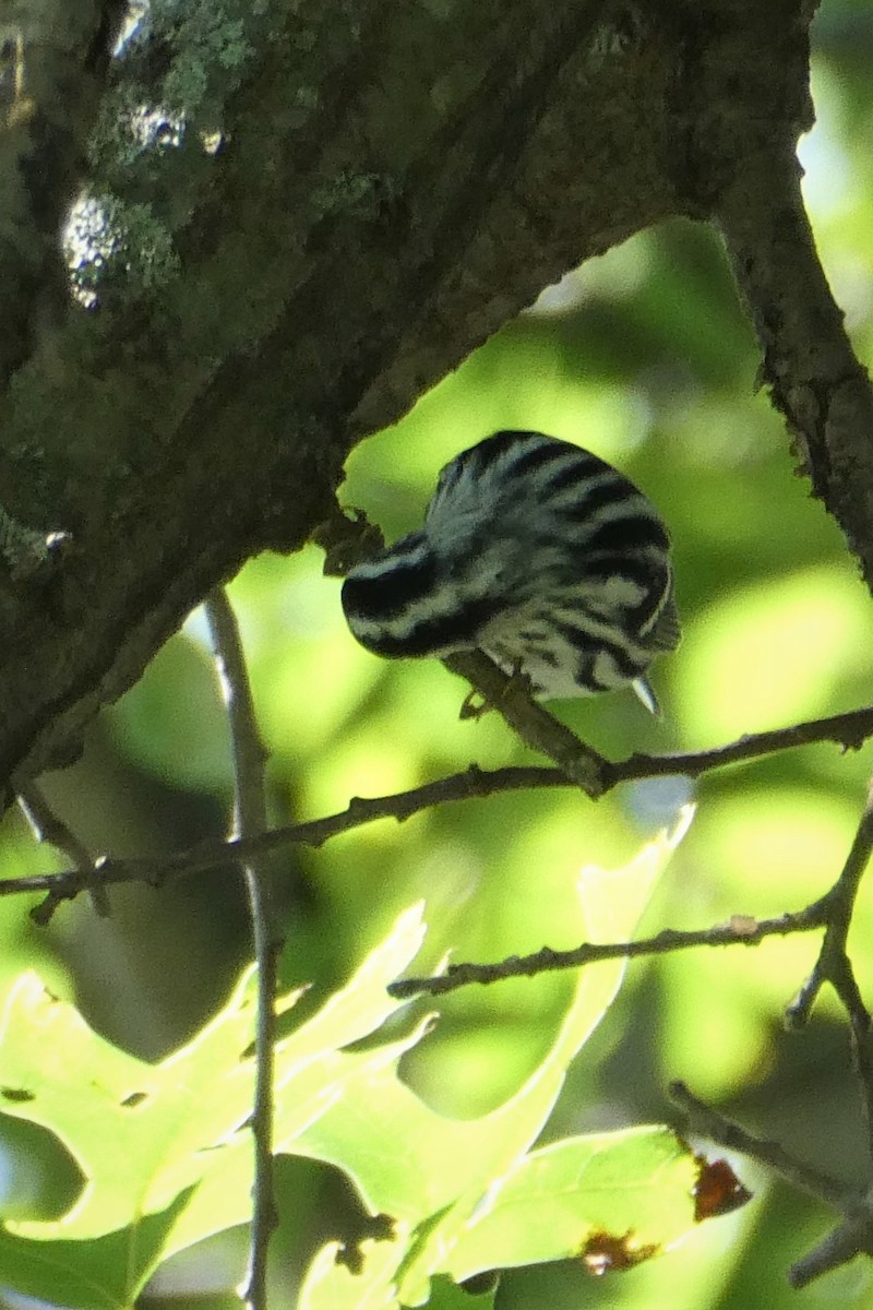 Black-and-white Warbler - ML258759281