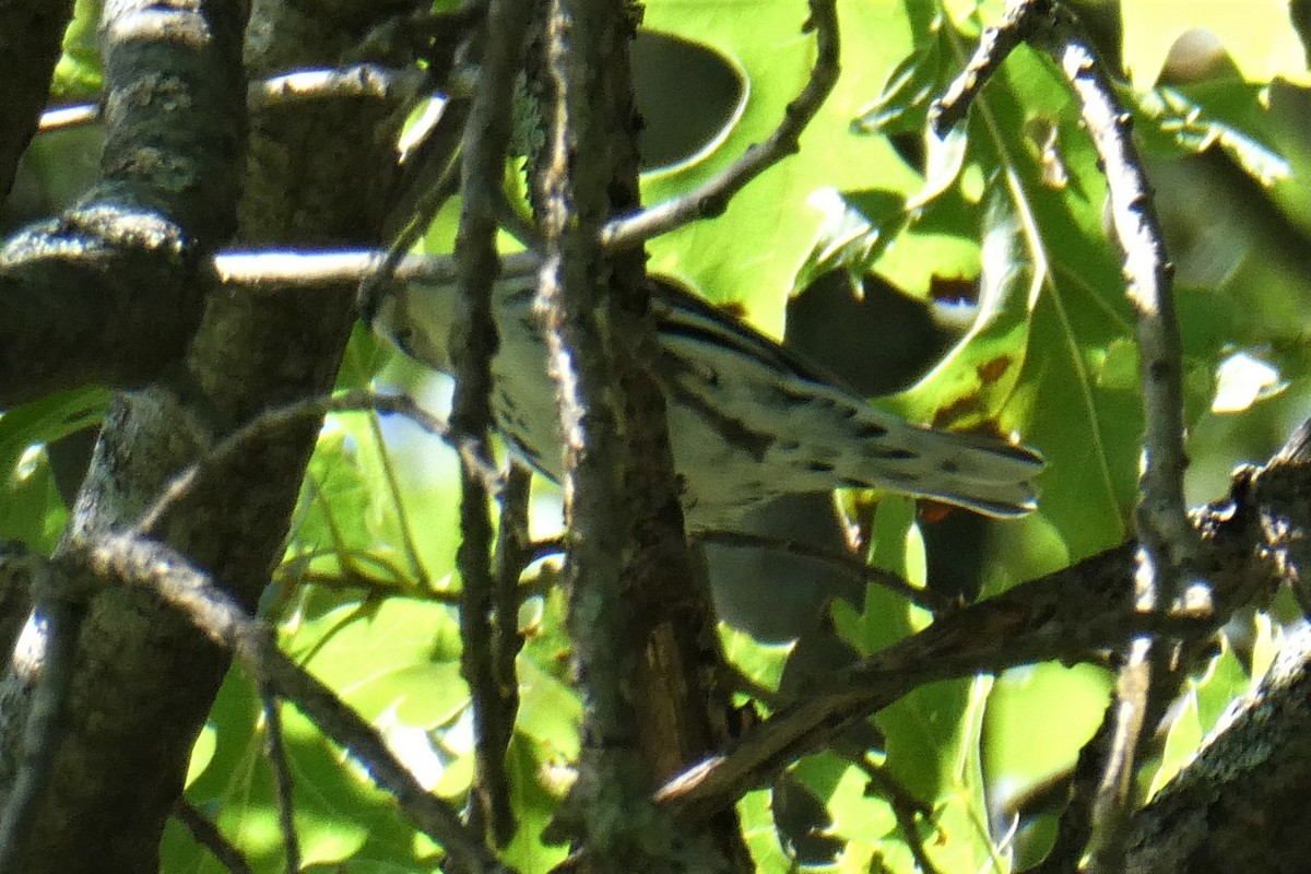 Black-and-white Warbler - ML258759351