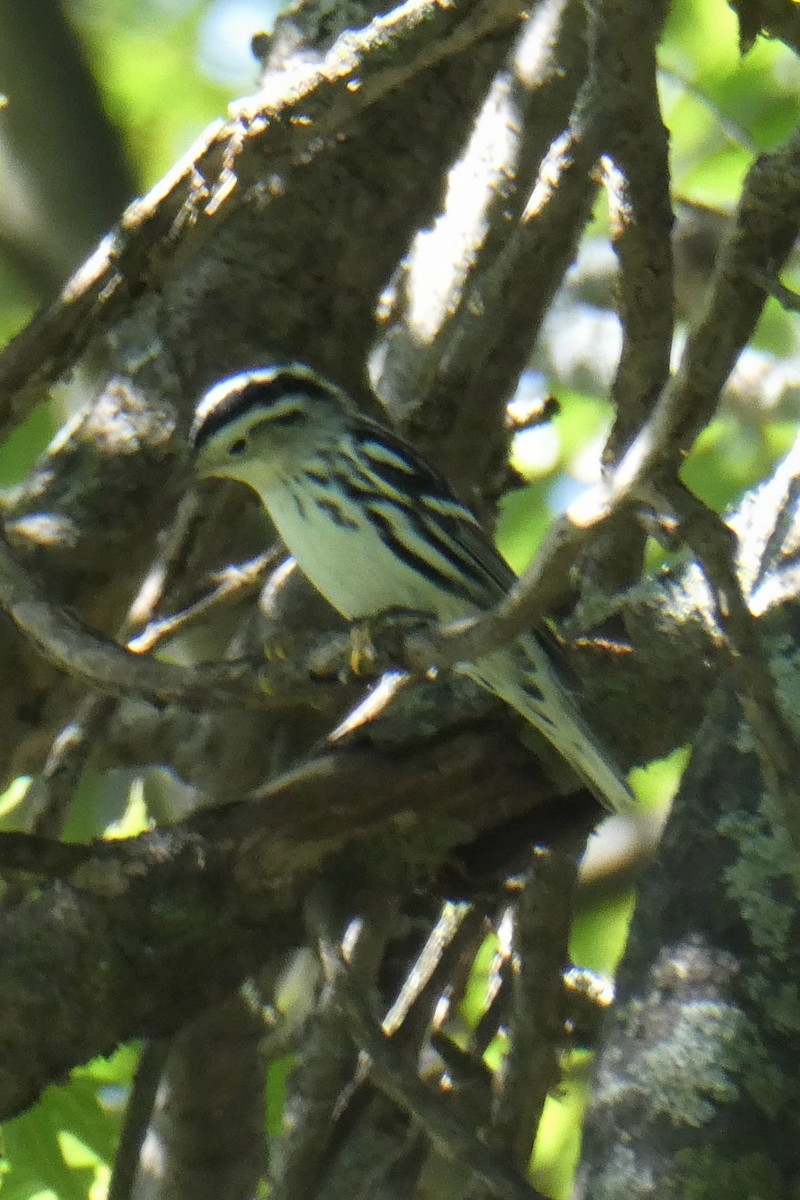 Black-and-white Warbler - ML258759371
