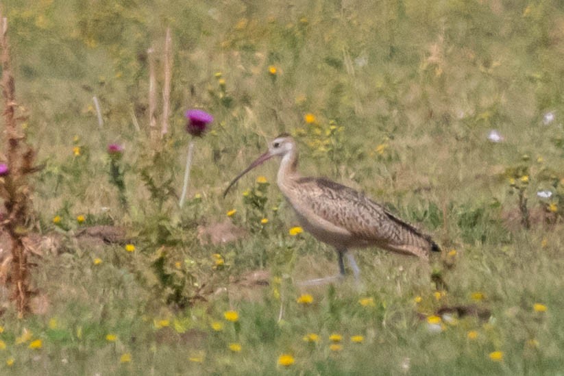 Long-billed Curlew - ML258759561