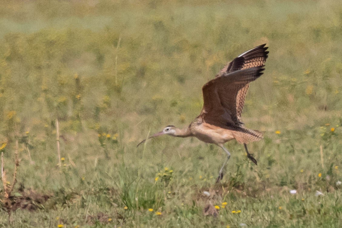 Long-billed Curlew - ML258759571