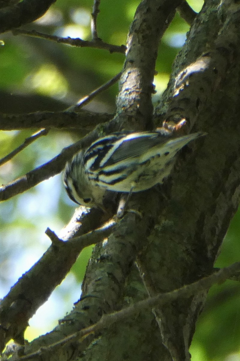Black-and-white Warbler - ML258759591