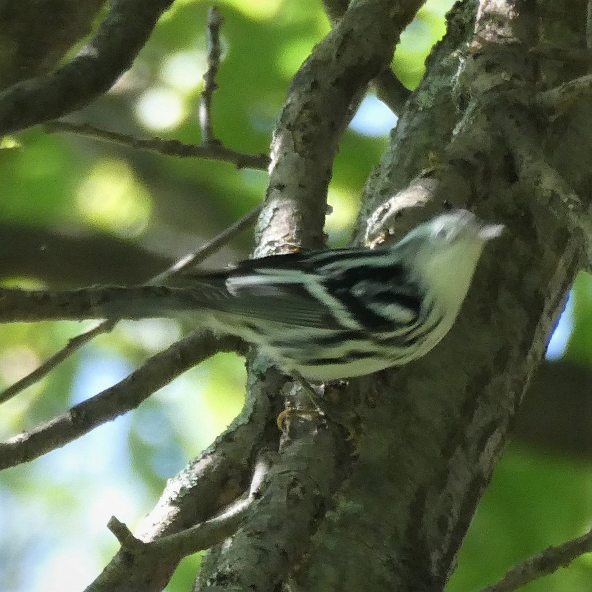 Black-and-white Warbler - ML258759641