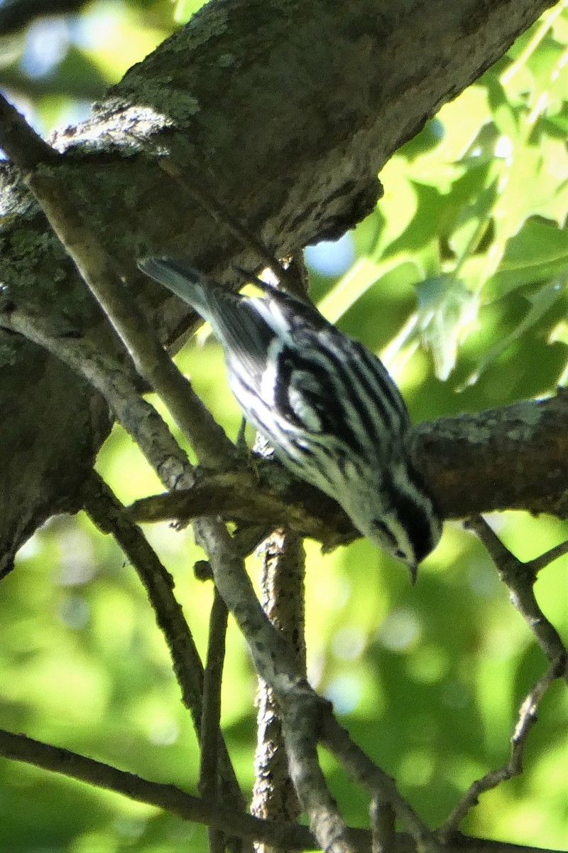 Black-and-white Warbler - ML258759711