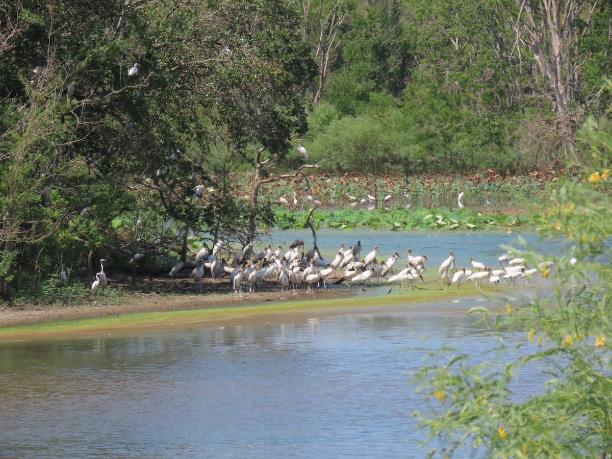 Wood Stork - ML258759991