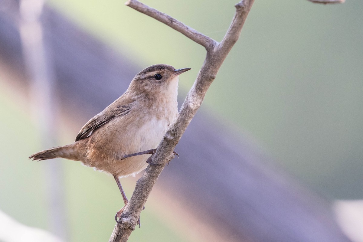 Marsh Wren - ML258760111