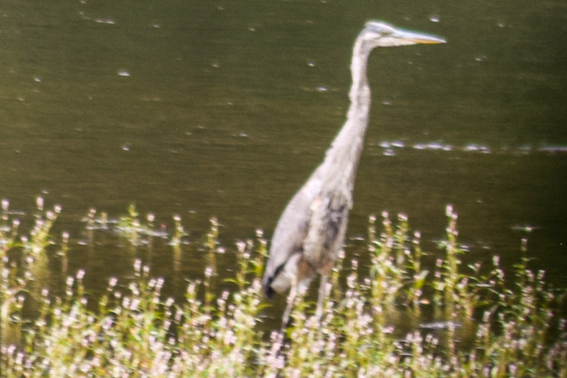 Great Blue Heron - ML258761471