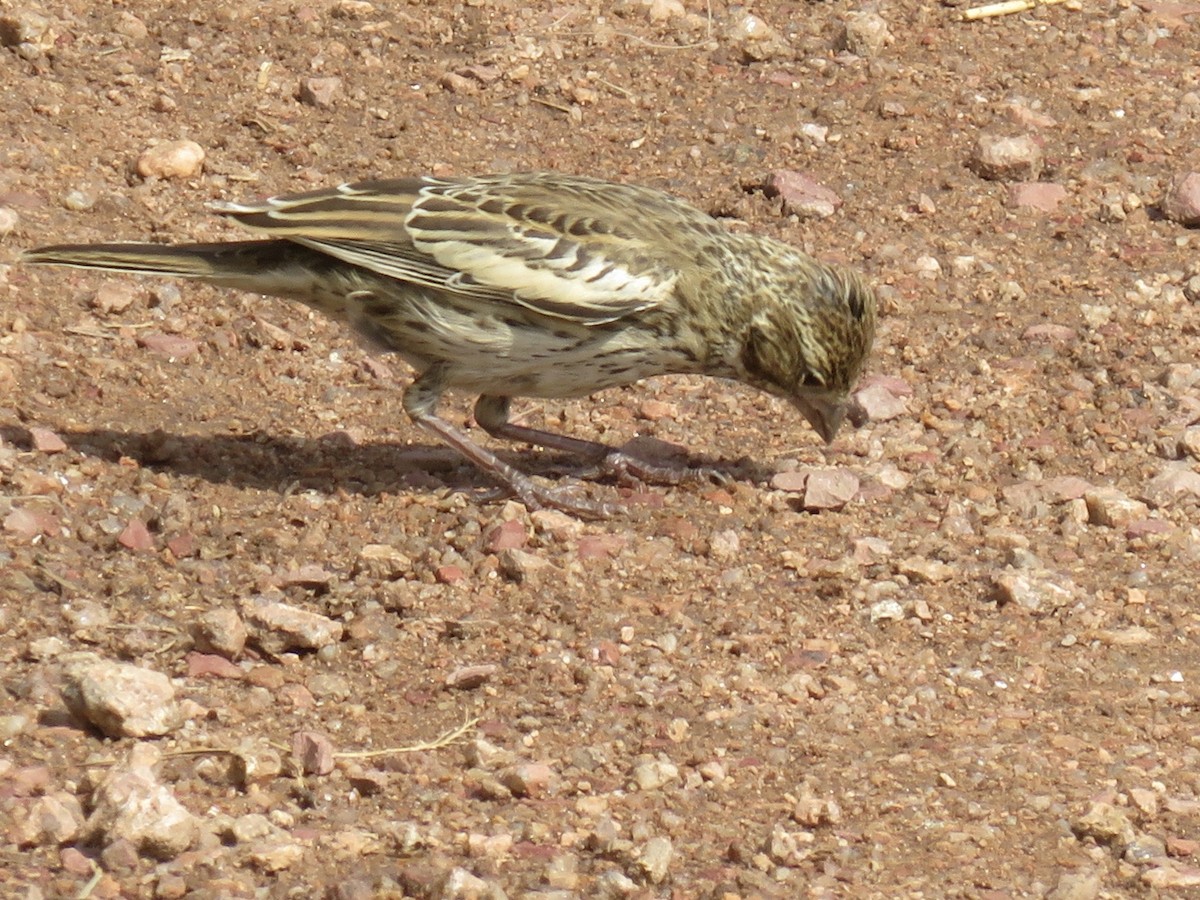 Lark Bunting - ML258762681