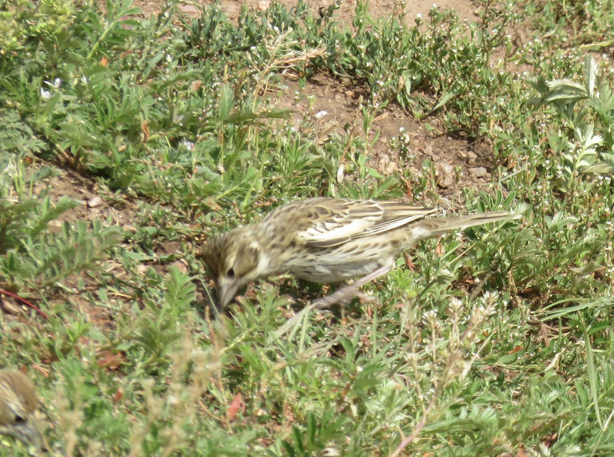 Lark Bunting - ML258762691