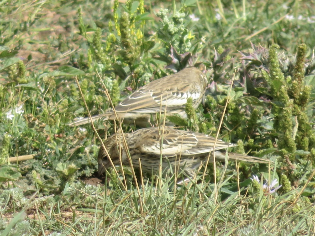Lark Bunting - ML258762711