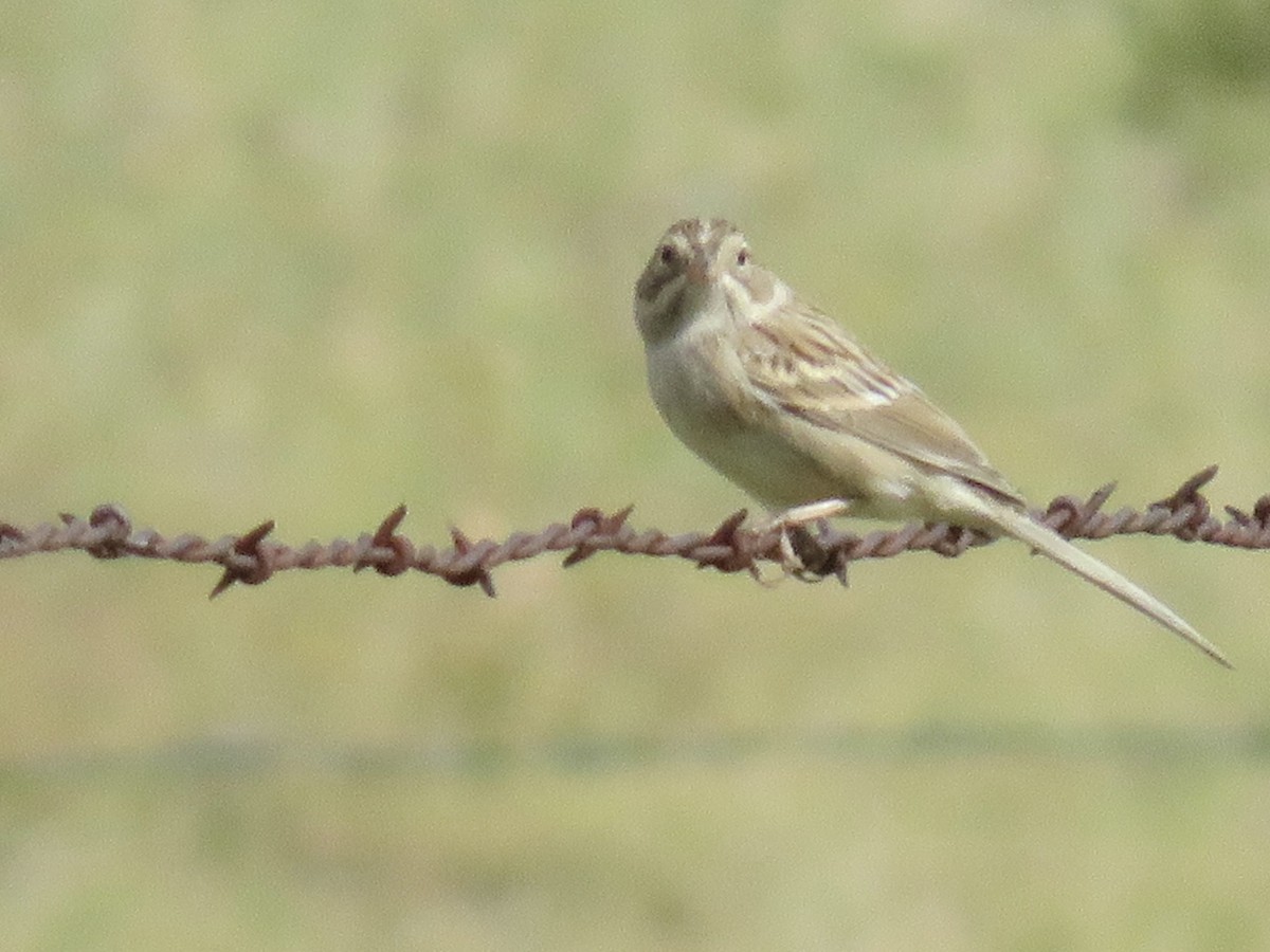 Brewer's Sparrow - ML258763531