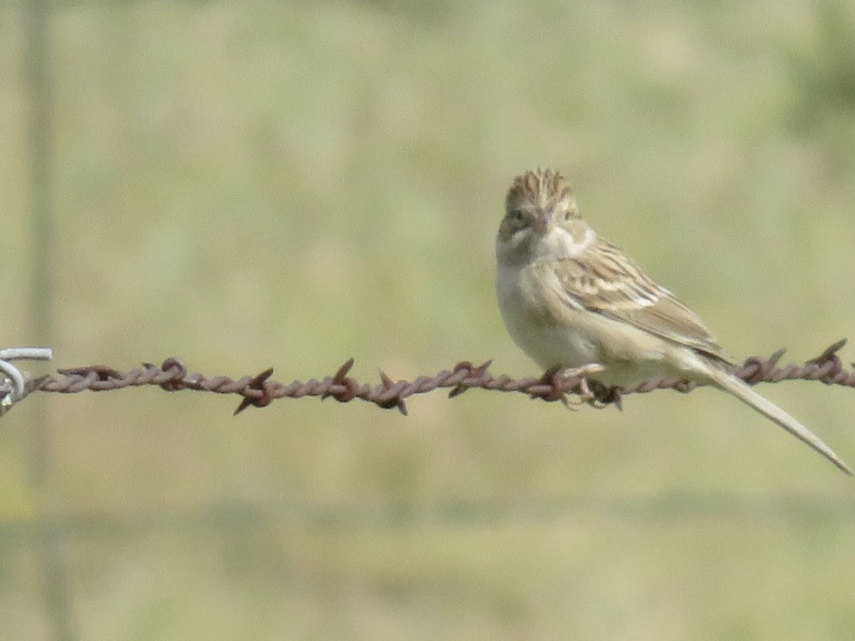 Brewer's Sparrow - ML258763541