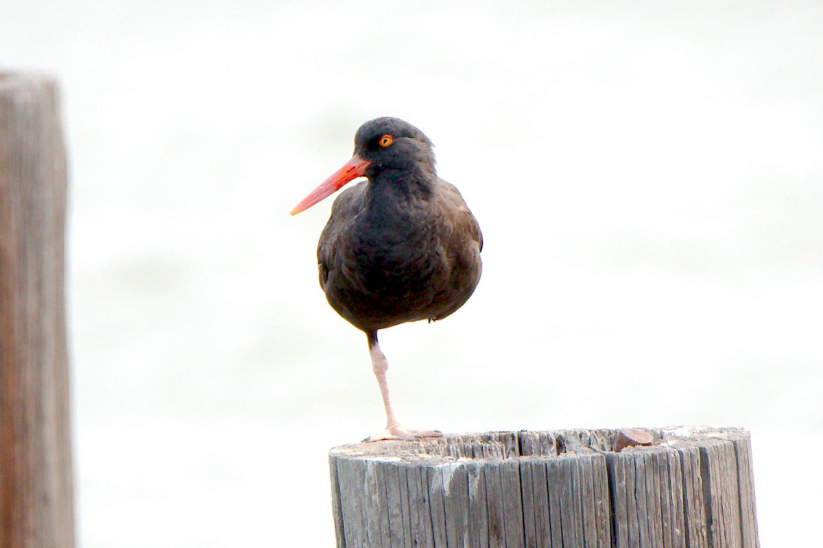 Black Oystercatcher - ML258764351