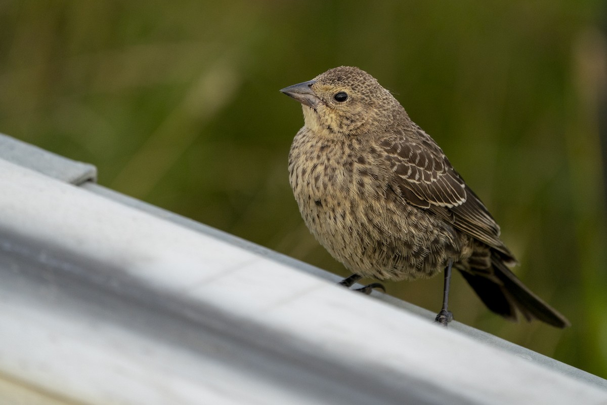 Brown-headed Cowbird - ML258764371