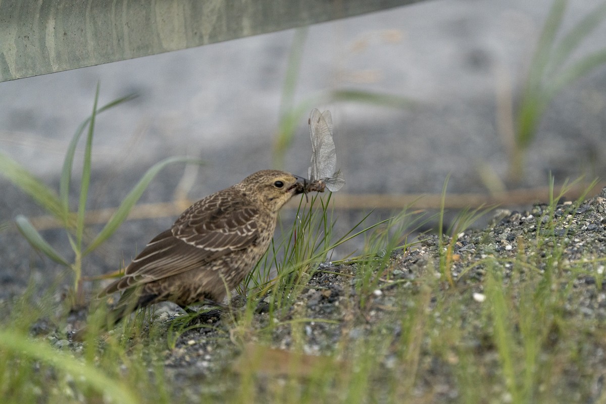 Brown-headed Cowbird - ML258764461