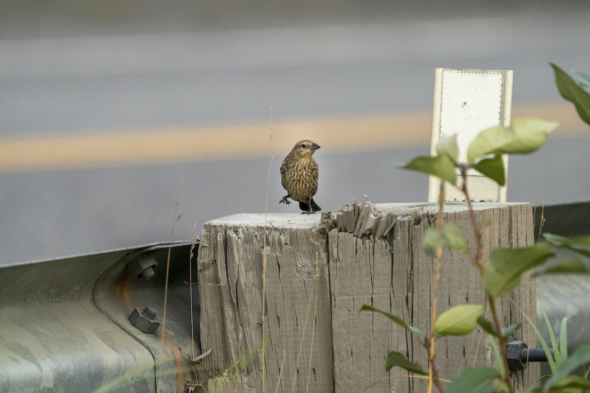 Brown-headed Cowbird - ML258764481