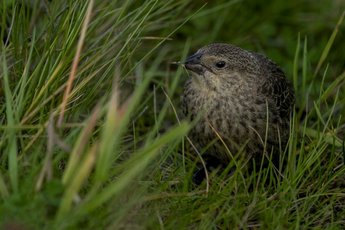 Brown-headed Cowbird - ML258764491