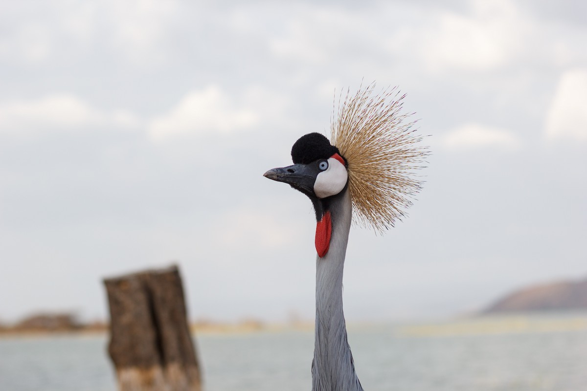 Gray Crowned-Crane - ML258765791