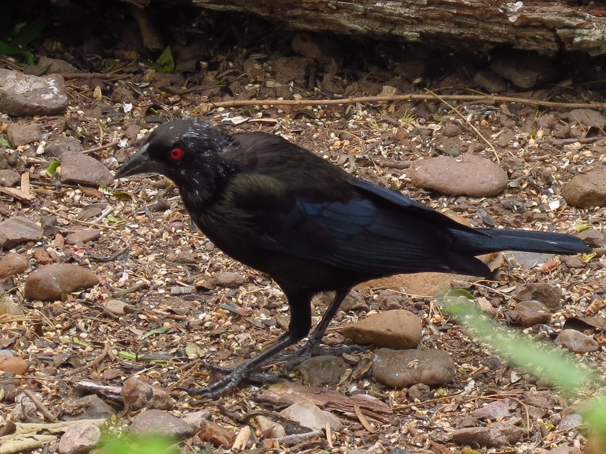 Bronzed Cowbird - ML25876601