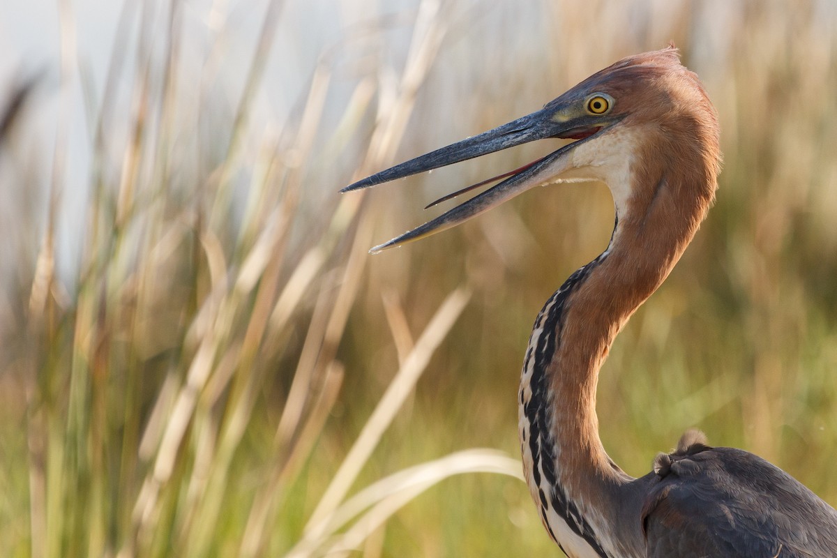 Goliath Heron - ML258766151