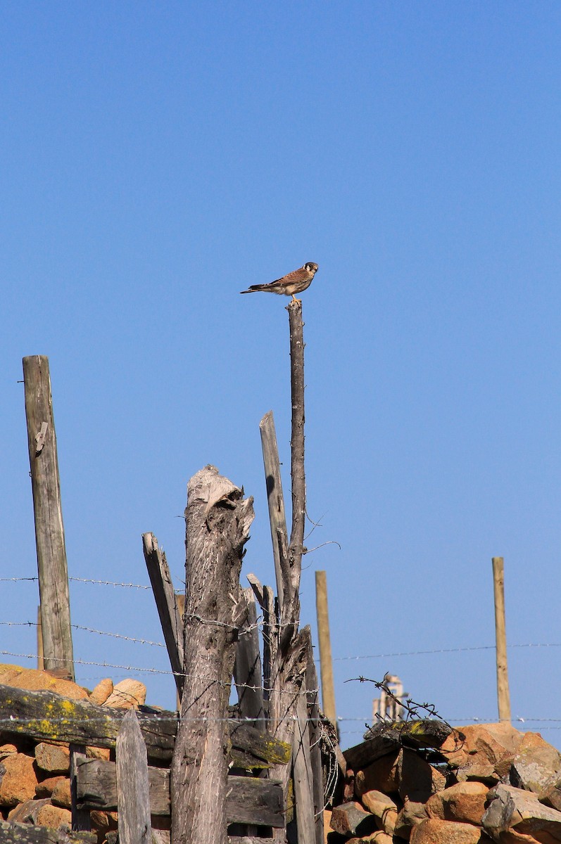 American Kestrel - ML258766471