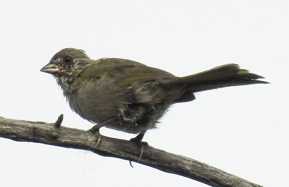 Toquí Coliverde - ML258766771