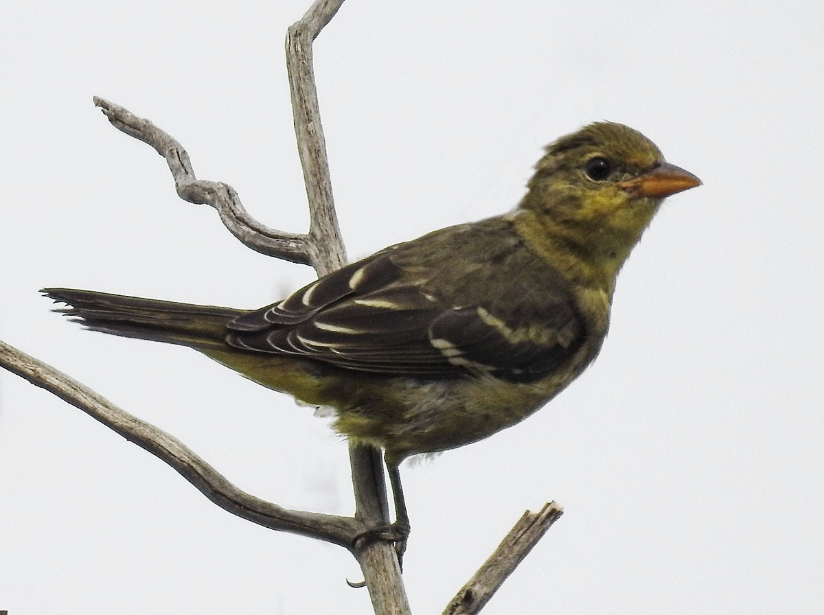 Piranga Carirroja - ML258766821
