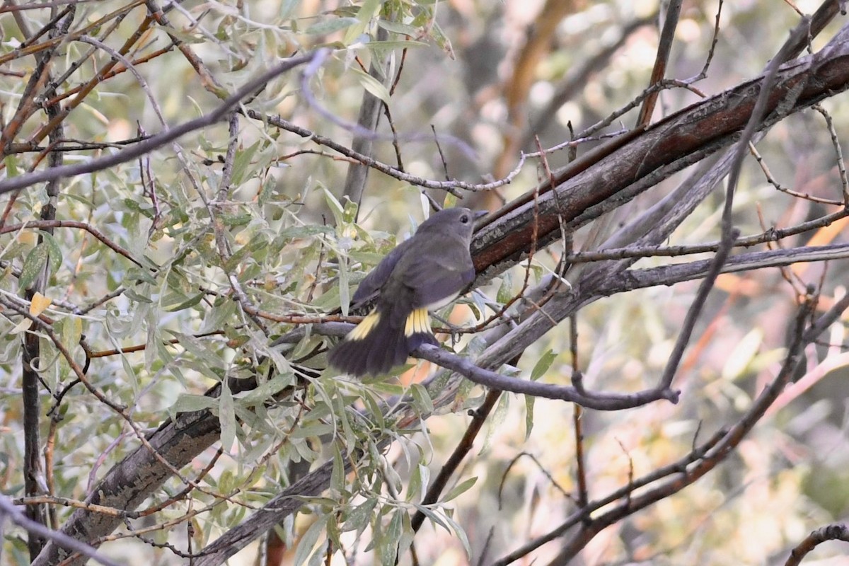 American Redstart - ML258768701