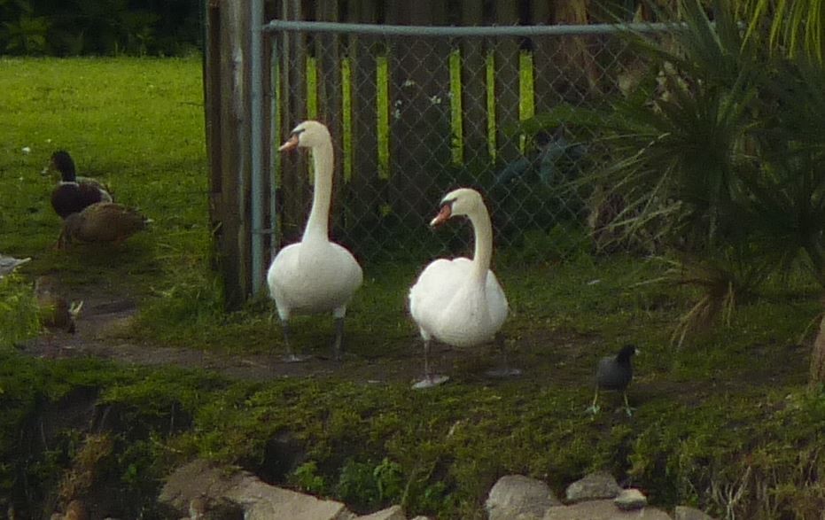 Mute Swan - Bill Pranty