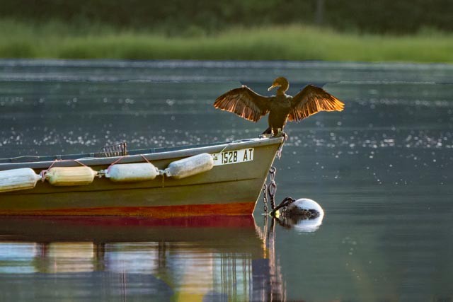 Double-crested Cormorant - ML258771751