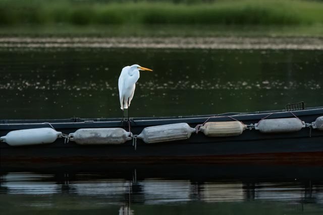 Great Egret - ML258771771