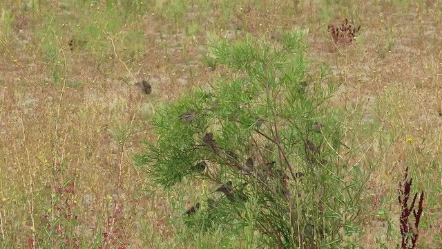 Brewer's Sparrow - ML258774171