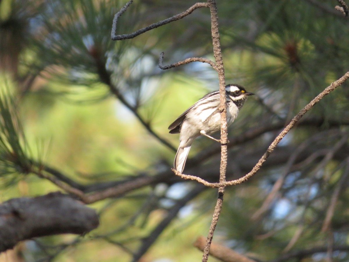 Black-throated Gray Warbler - ML258774631