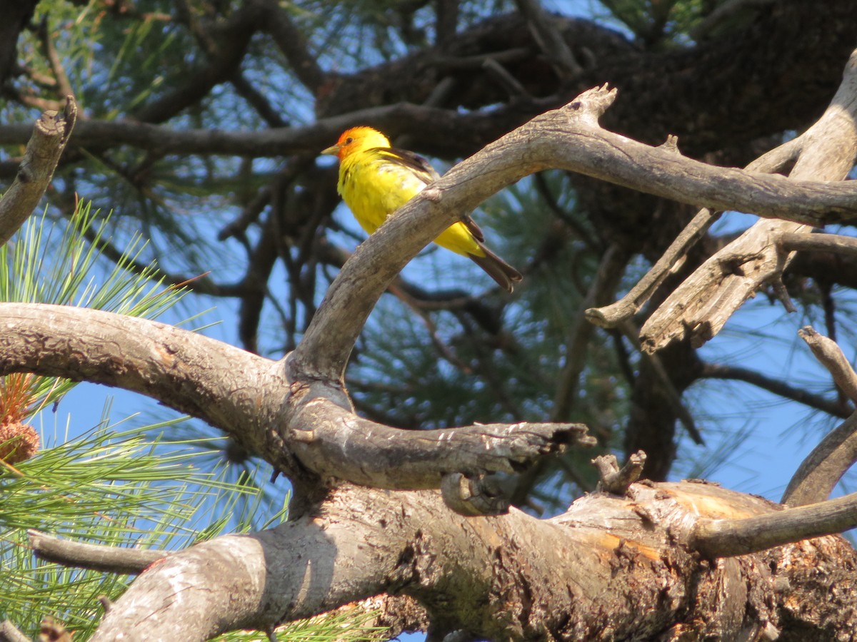 Western Tanager - ML258774811