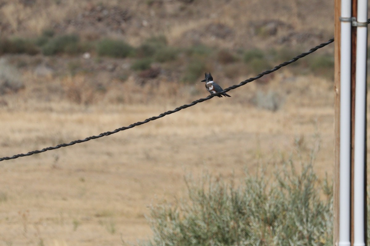 Belted Kingfisher - ML258777761