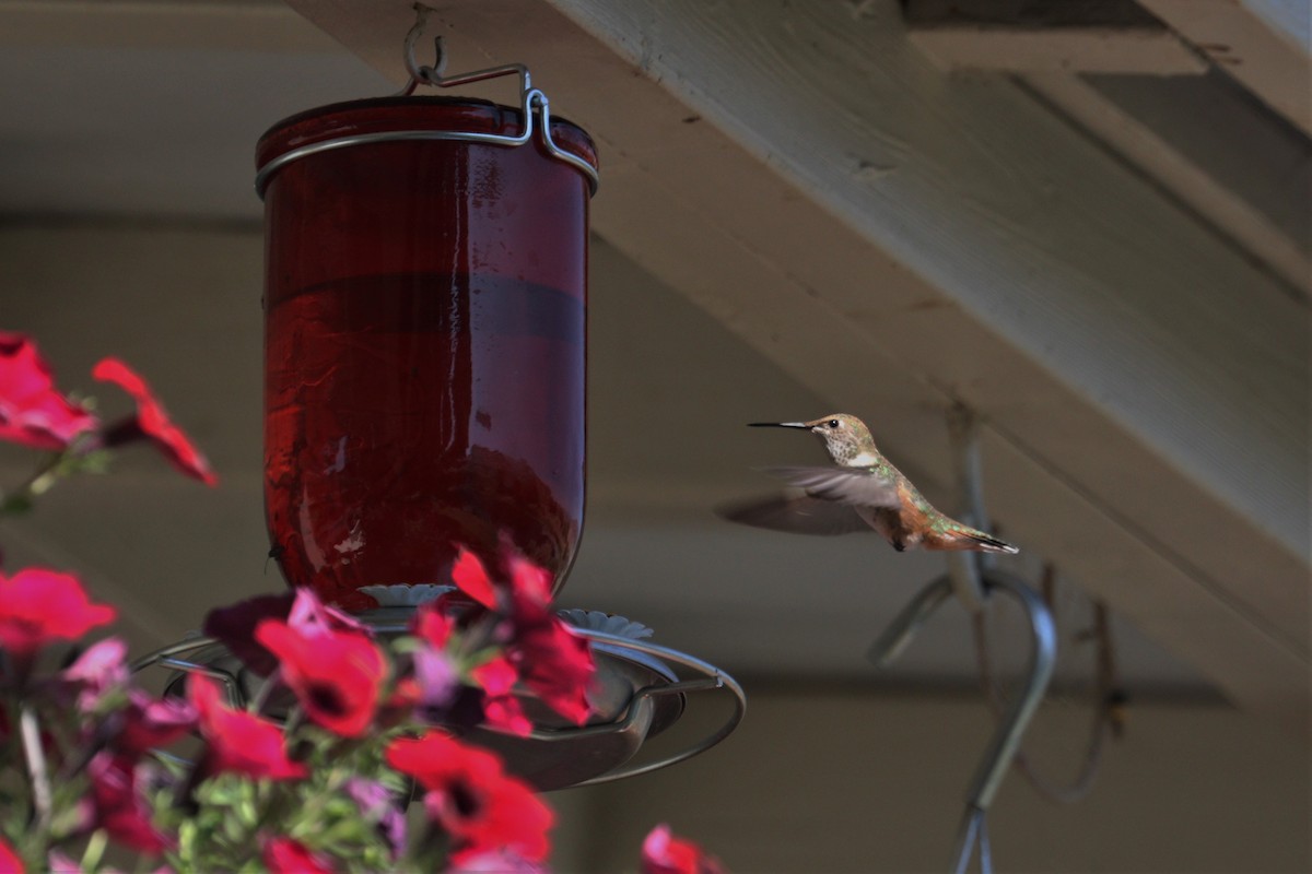 Rufous Hummingbird - ML258779441