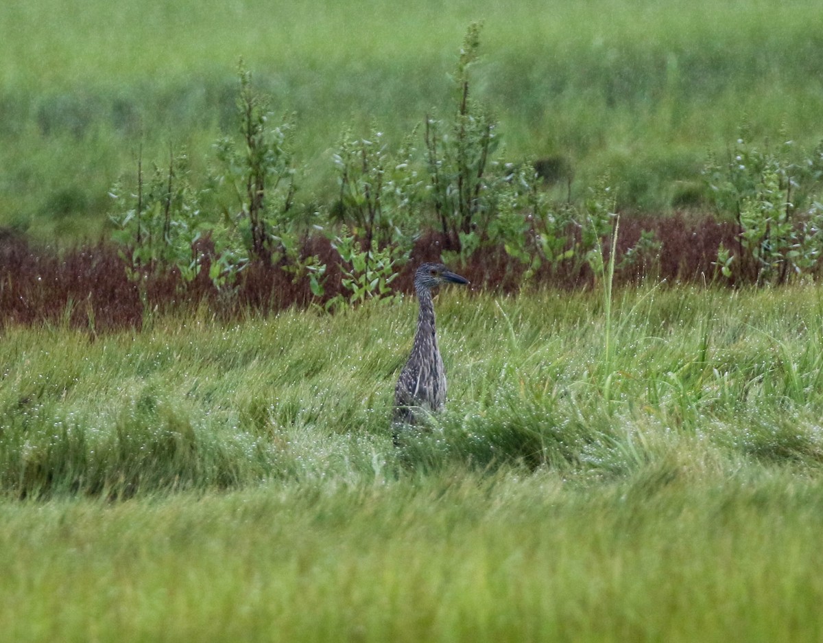Yellow-crowned Night Heron - ML258779801