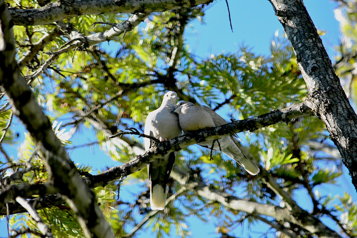 Eurasian Collared-Dove - Paulo Narciso