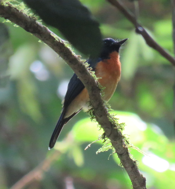 Sunda Blue Flycatcher - Will Baxter-Bray