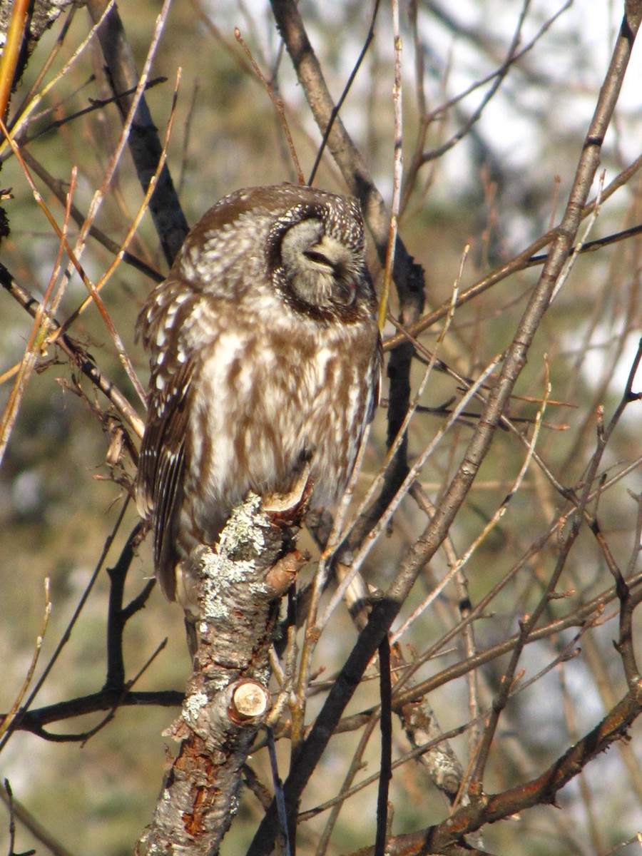 Boreal Owl - ML25878711