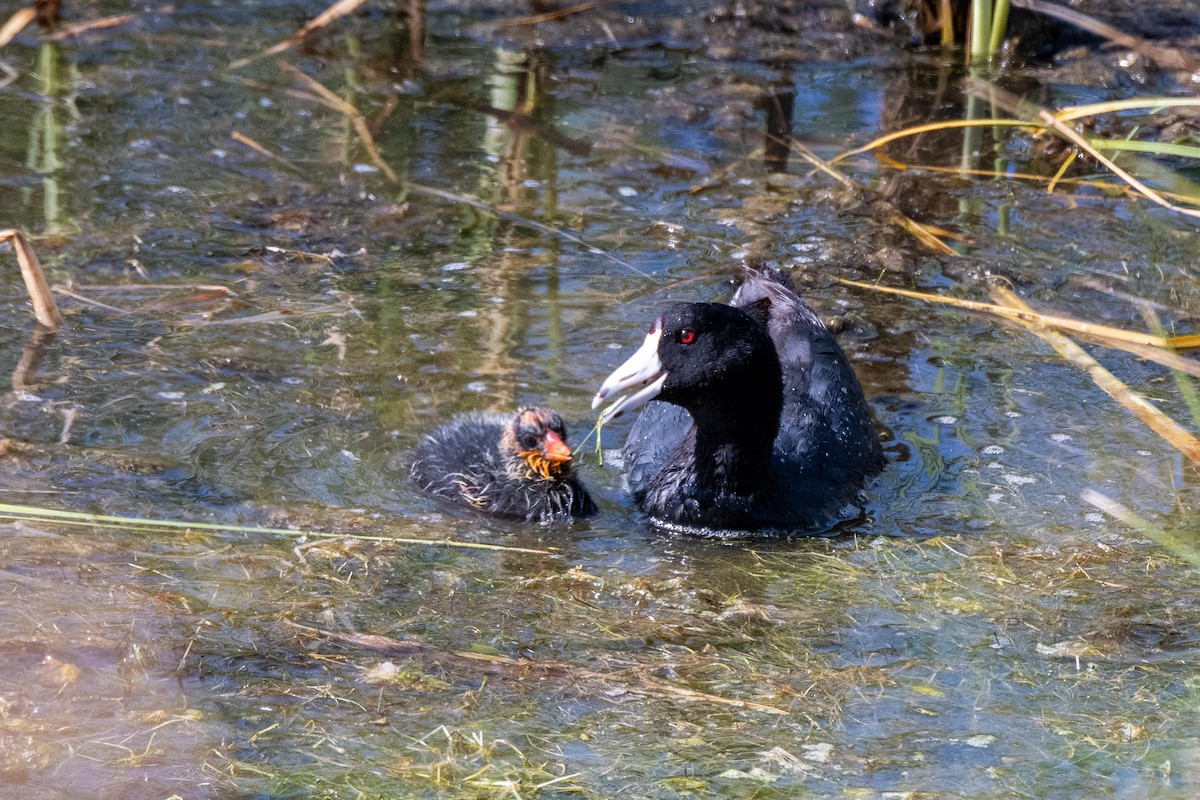 American Coot - ML258789441