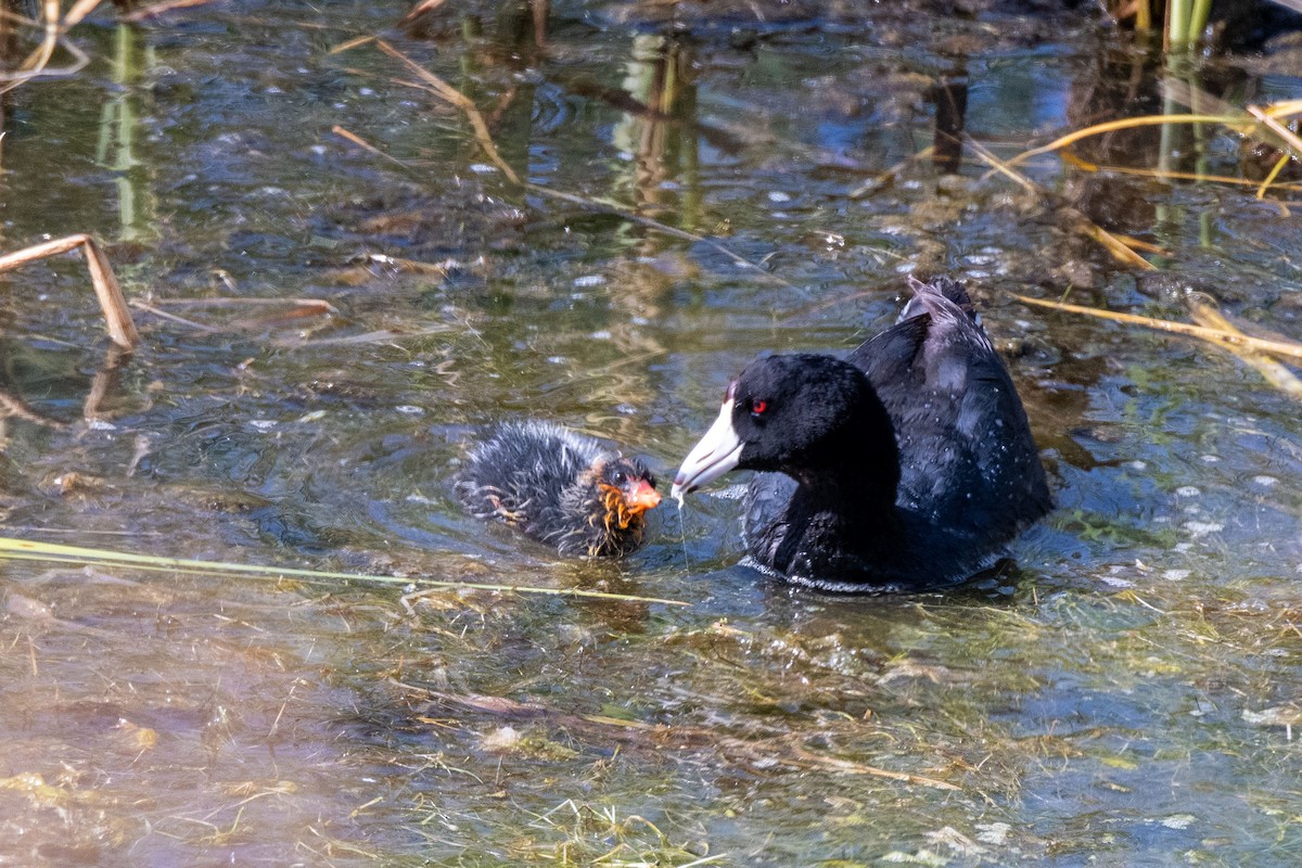 American Coot - ML258789451