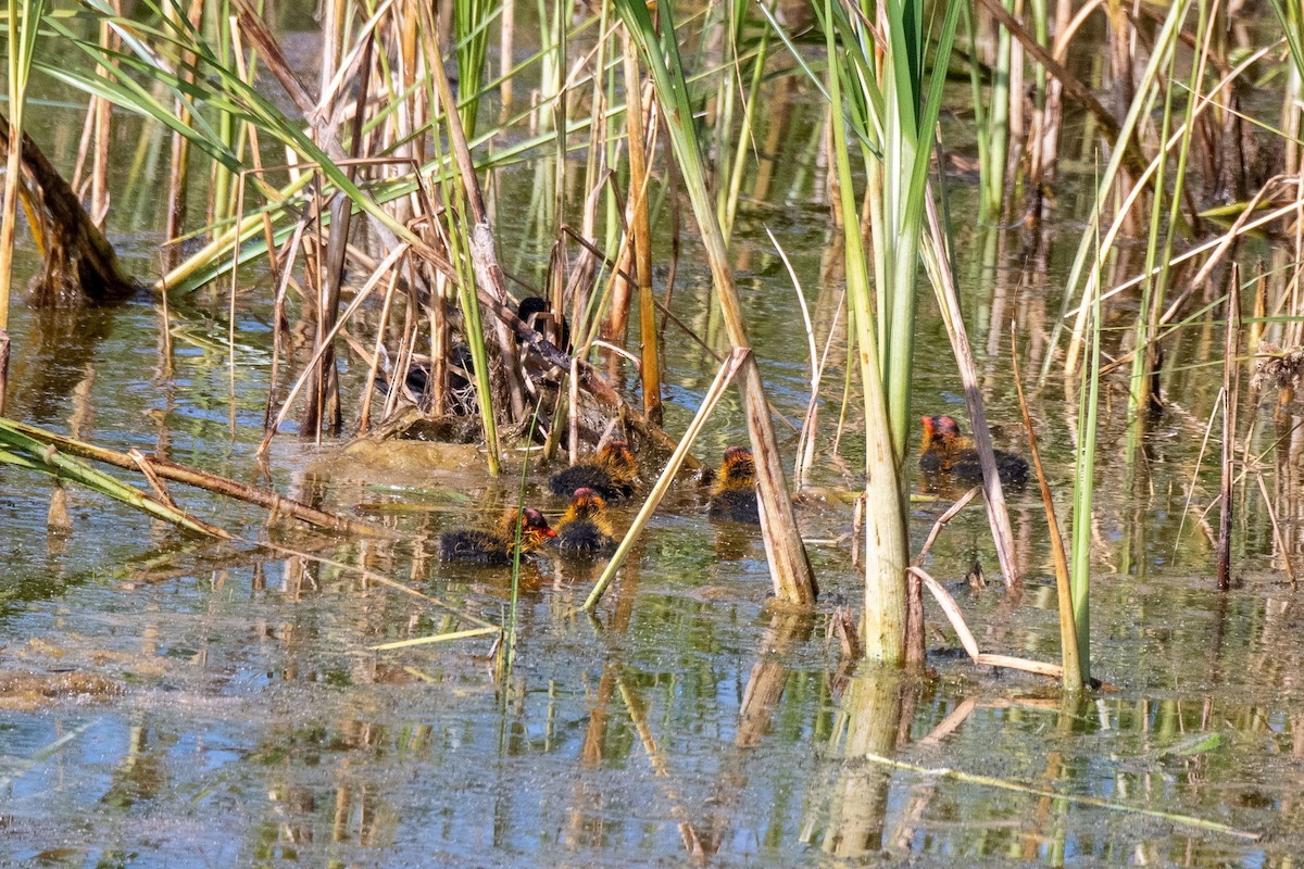 American Coot - Bob Hasenick