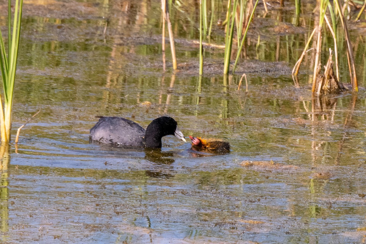 American Coot - ML258789471