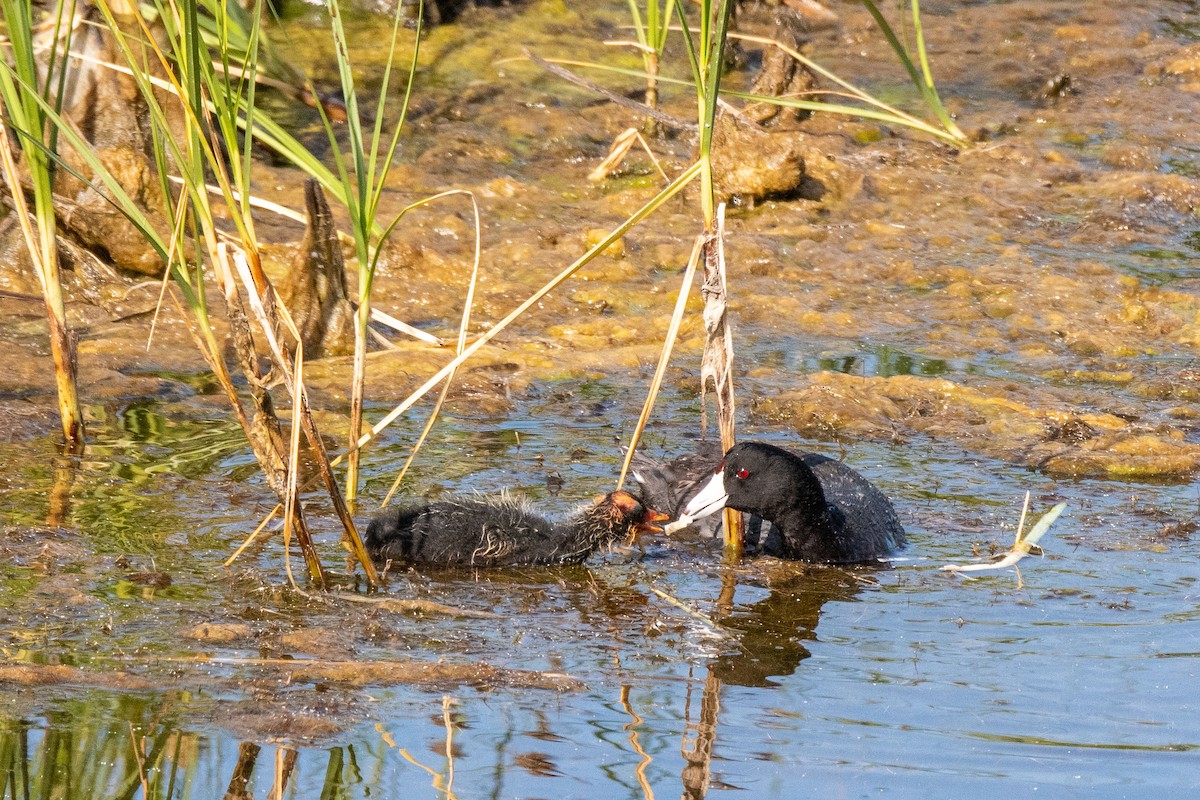 American Coot - ML258789481