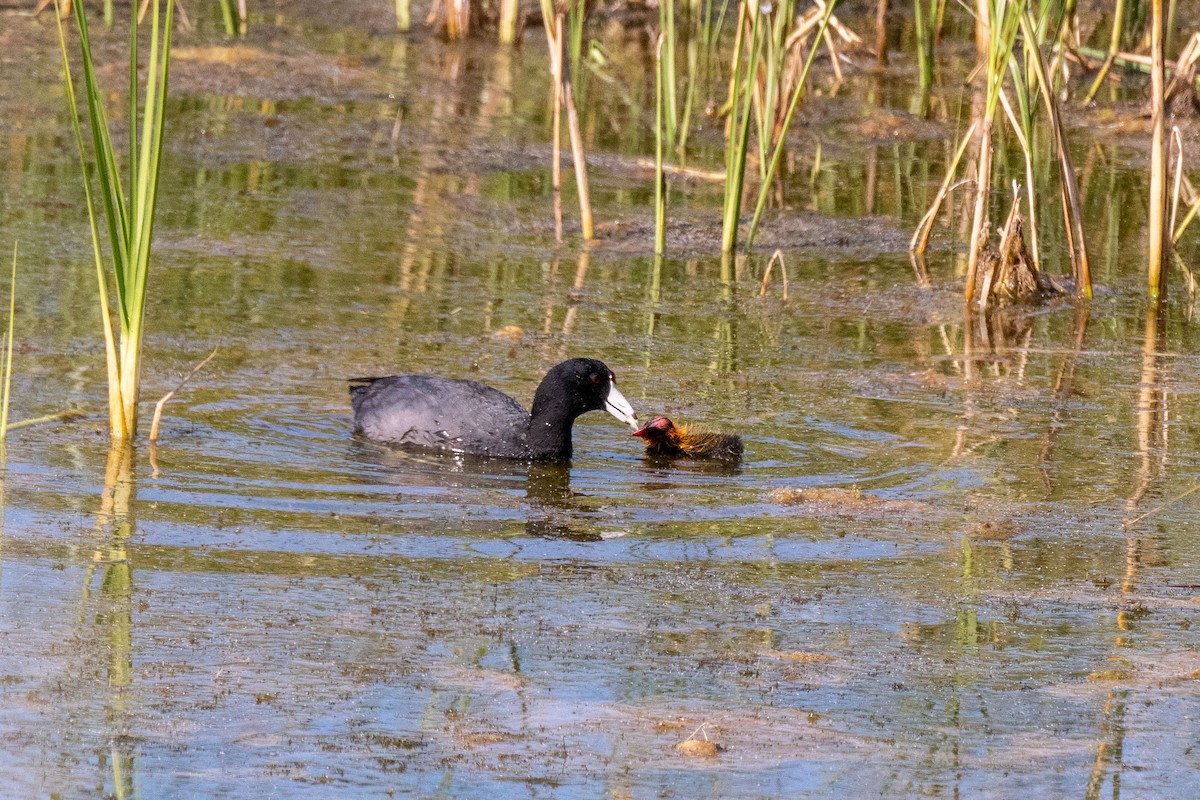 American Coot - ML258789491