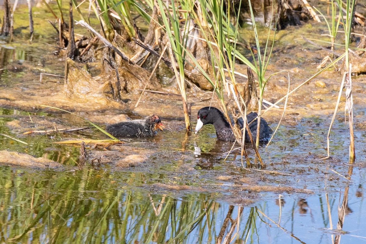 American Coot - ML258789511