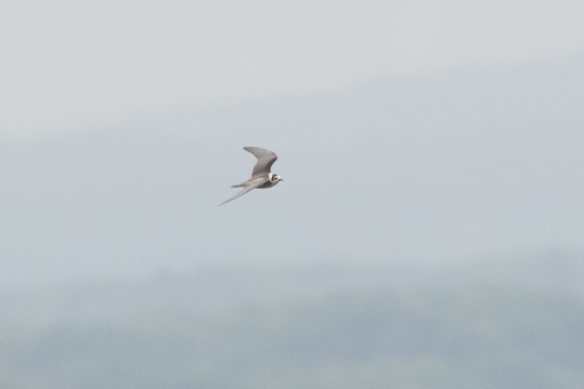 Black Tern - ML258789611