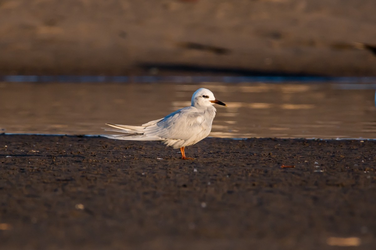 Snowy-crowned Tern - ML258789631